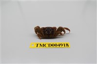 藏品(萬歲大眼蟹)的圖片